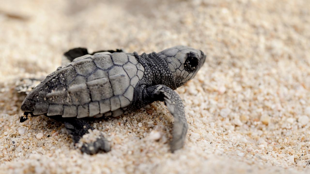 Sea turtles thrive as COVID-19 keeps humans off our beaches | KidsNews