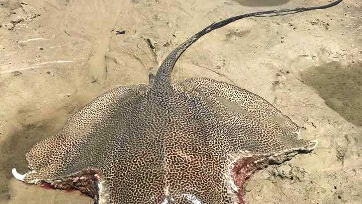 A stingray with almost identical bite marks was found at Corio Bay on Monday just metres from where people were swimming. Picture: Cassandra Tooker