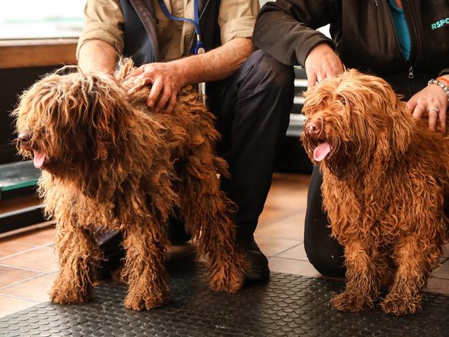 RSPCA Tasmania workers Paul Wyld and Lauren Chenhall with two of the rescued labradoodles at Wags Ã¢â¬â¢nÃ¢â¬â¢ Tails in Launceston. Picture: Stephanie Dalton