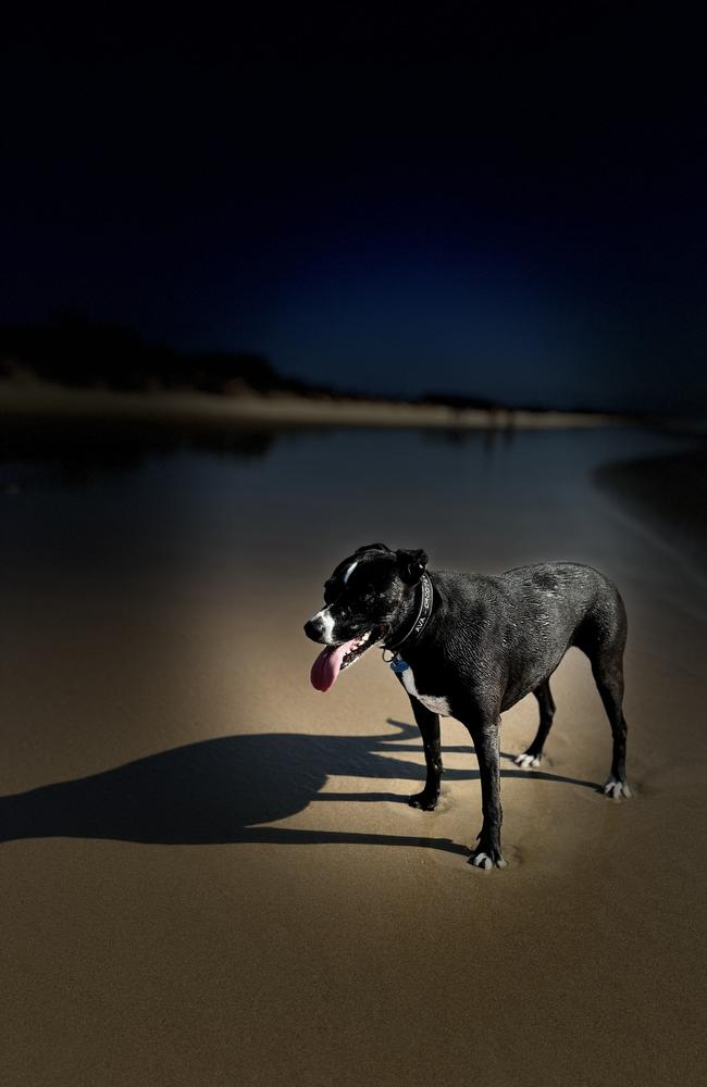 A beach pet portrait with a difference. Photo: Mark Furler