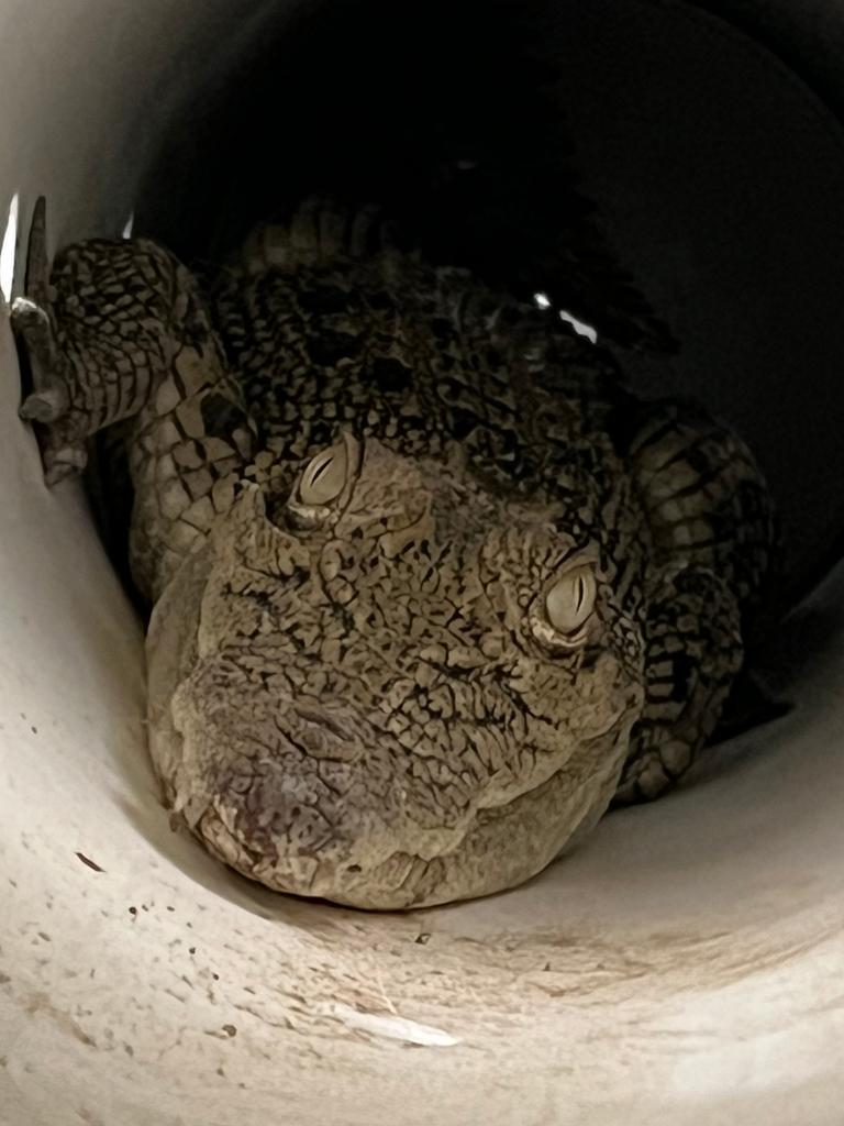 The 1m crocodile was found in the chicken coop of a Cape Hillsborough home on Monday morning, wildlife officers said. Picture: Supplied / DES