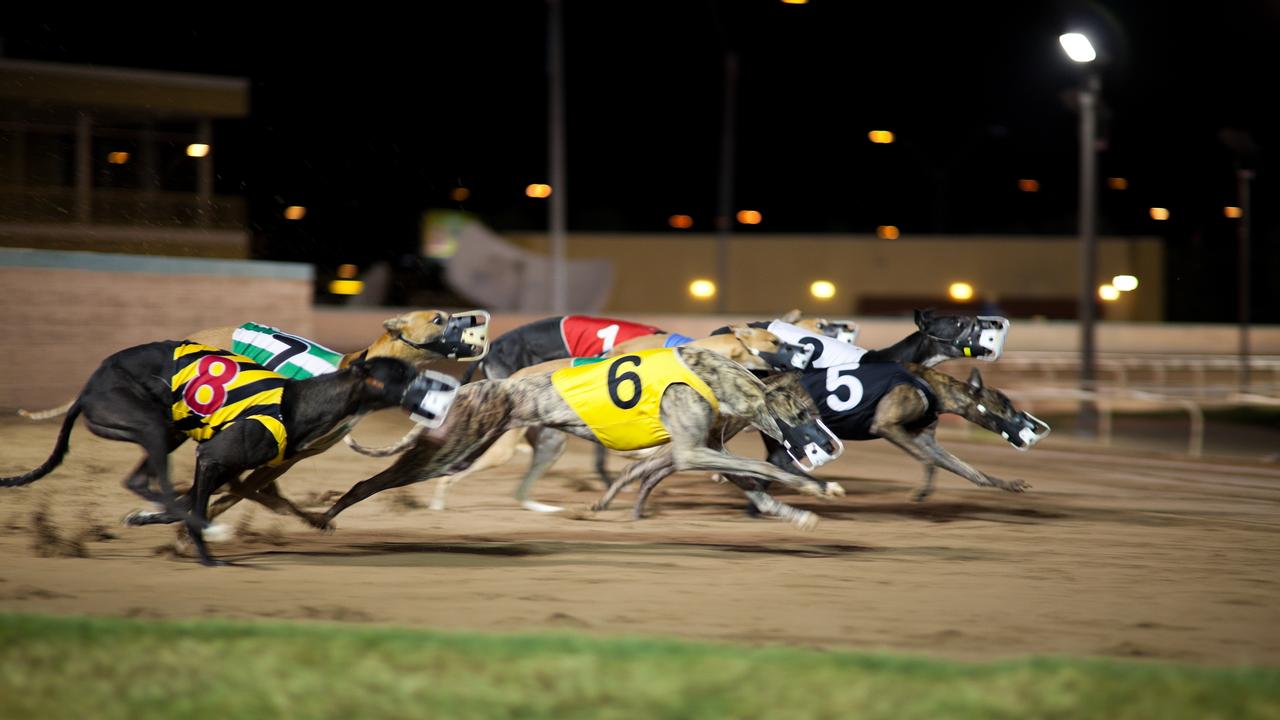 State to probe greyhound racing