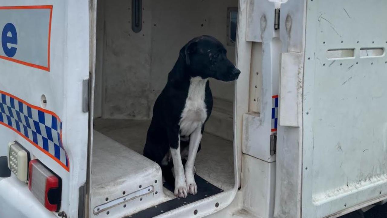 Police at the Hjgh Street roadblock picked up a stray dog after the January 19 storm and urge anyone missing the pet in the area to call the Rockhampton Police Station.