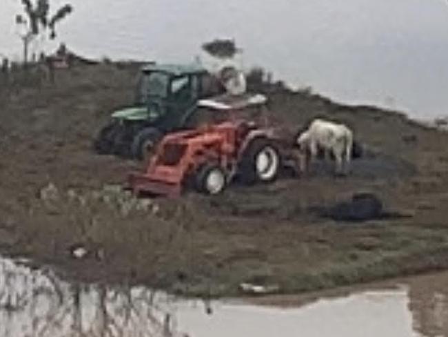 A cow with tractors are surrounded by flood water in the Northern Rivers area of NSW, near Casino. These images were taken by veterinarian Bruno Ros of North East Equine Veterinary Services. Picture: Bruno Ros via NCA NewsWire