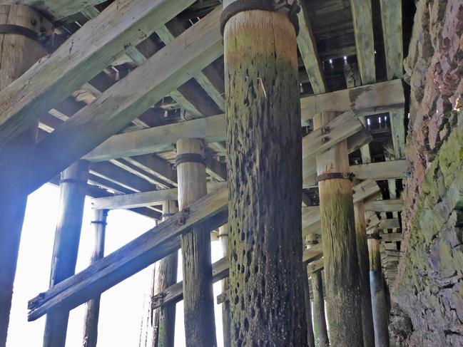 Port Augusta Wharf Pile affected by naval shipworm attack. Picture: Supplied