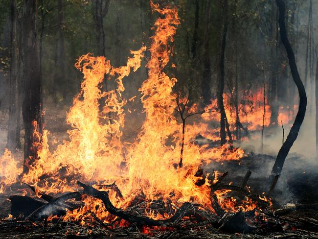 The Forestry Corporation will conduct hazard reduction burning in coming days.