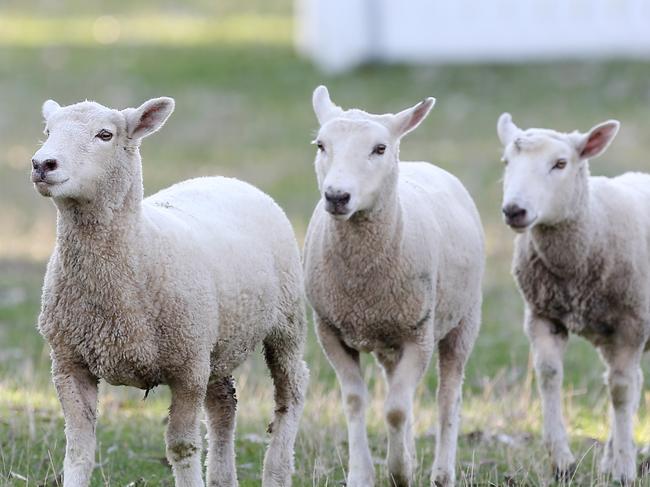 Man accused of having sex with school goats