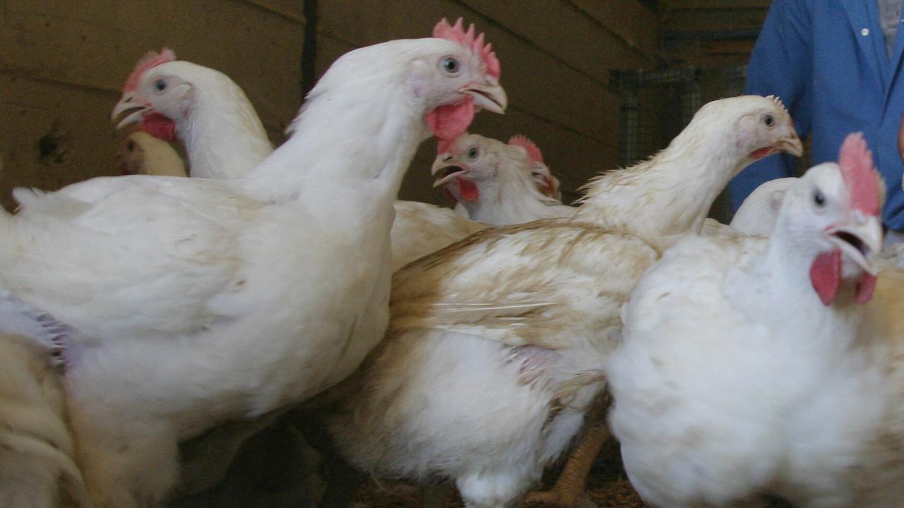 private-equity-funds-weighing-up-hazeldene-s-chickens-the-australian