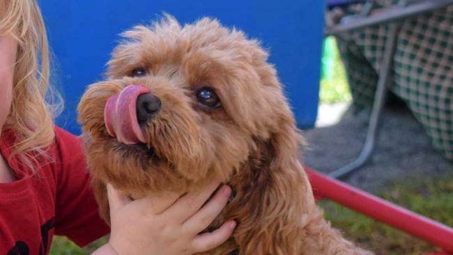 Both Vincent Forman (2) and Whitsunday's cutest cavoodle, Frankie Little can play at the eastern end of Shingley Beach, located in Airlie Beach. Picture: Georgia Simpson