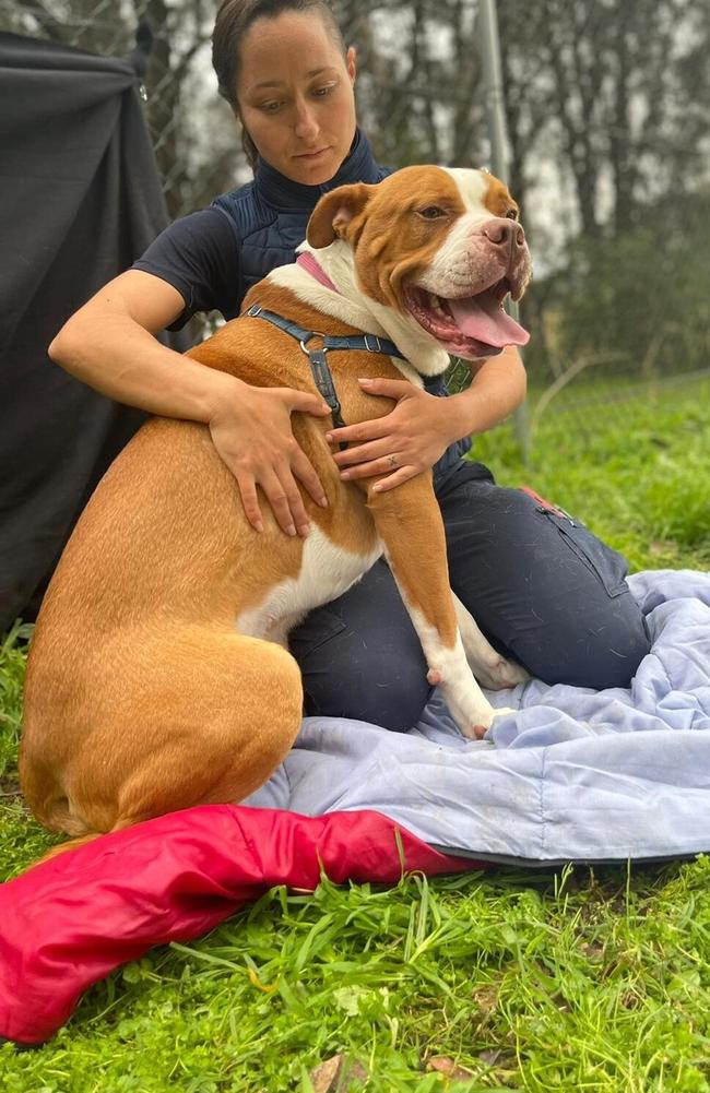 Three-year-old Teddy is one of a large number of surrendered dogs. Since the pandemic there has been a dramatic increase of people surrendering their animals. Picture: Animal Welfare League.