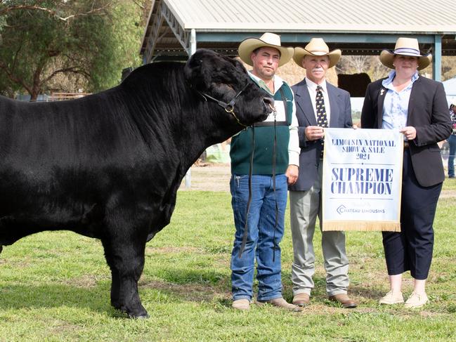 Patrick Halloran with Supreme of the show Bushpark Trick Star T7, with Judge Robert Hutchinson and associate judge Emily Polsen at the Limousin National Show and Sale at Holbrook,  NSW.