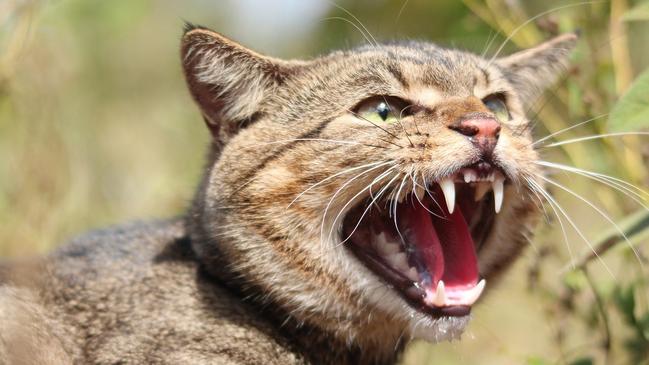 A feral cat in South Australia. Picture: Andrew Cooke