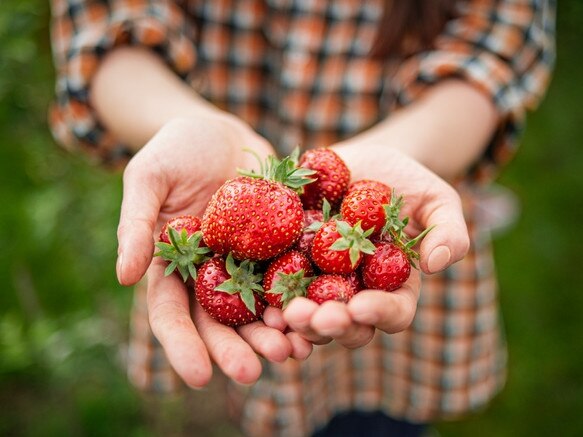 A female farmer in a check shirt holding a handful of freshly picked British strawberries