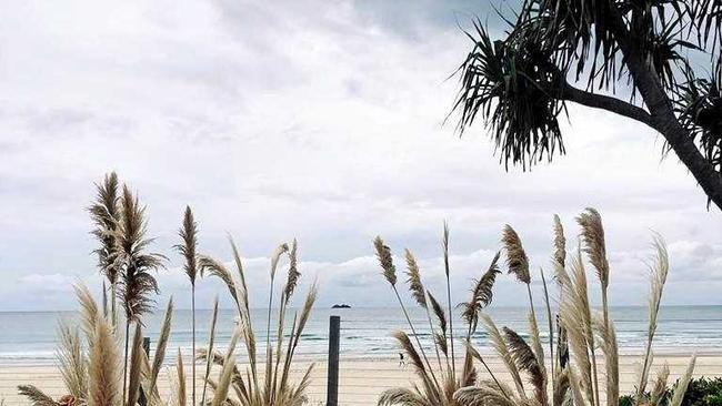 Pampas grass has been popular with North Coast weddings, and Bower Botanicals owner Jaala Mills said many florists felt they would lose jobs if they refused to supply the weed. Picture: Contributed