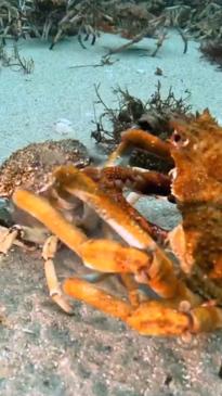 Aussie diver captures incredible moment crab sheds it's shell