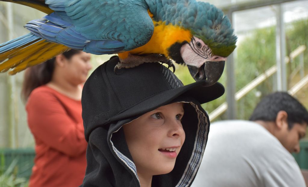 Getting up close with the birds at Maleny Botanic Gardens and Bird World. Picture: Mark Furler