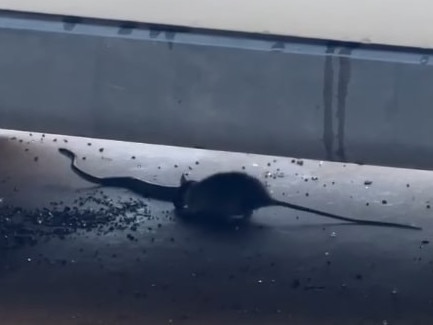 Rat takes on a snake in Darwin. Picture: Liam Shannon.