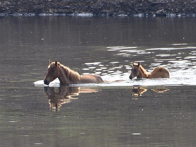 The deadline for the state government to adopt its final plan for dealing with the brumbies has expired. Picture: Paul Mciver &amp; Judy Goggin