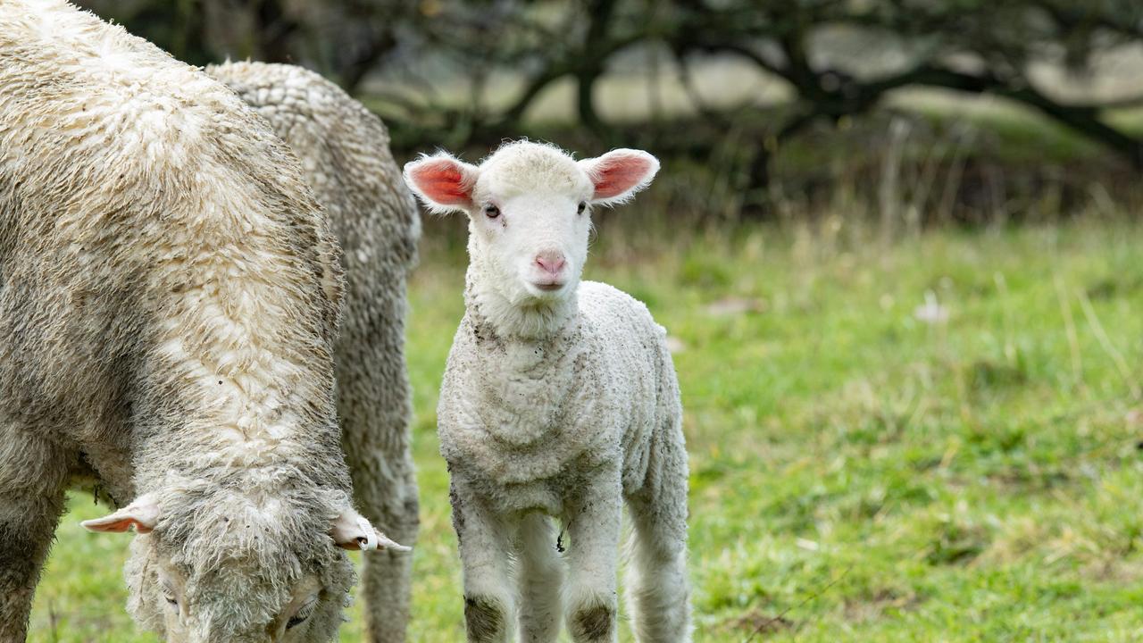 Early weaning of lambs in drought years can save producers money and ...