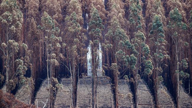 A timber plantation six weeks after the fires. Picture: Matt Turner