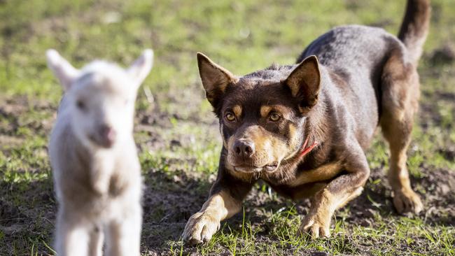 Hoover the Victorian kelpie sold for $35,200 last year, making him Australia’s most expensive working dog. Picture: Nicole Cleary