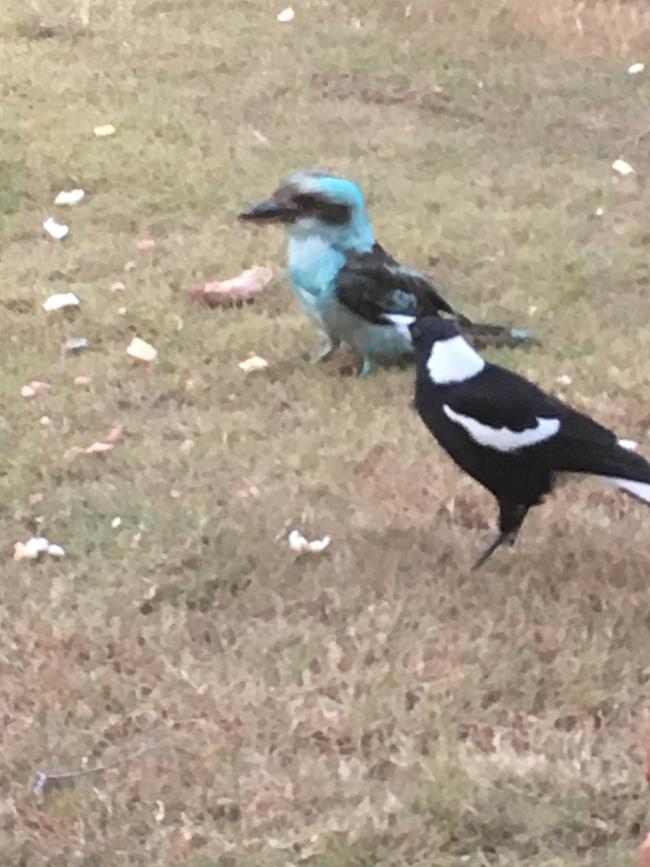 One of the "blue" kookaburras spotted on the Sunshine Coast in 2017. Picture: Melissa Smith