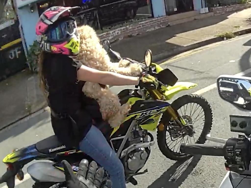A motorcyclist with a dog on a bike is pulled over by police on the Sunshine Coast.