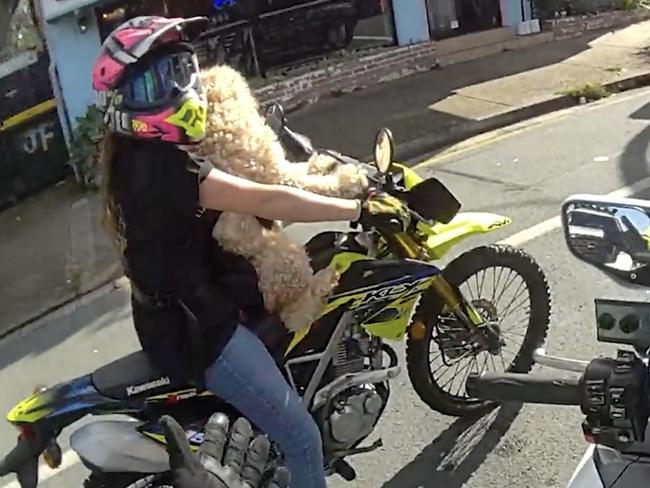 A motorcyclist with a dog on a bike is pulled over by police on the Sunshine Coast.