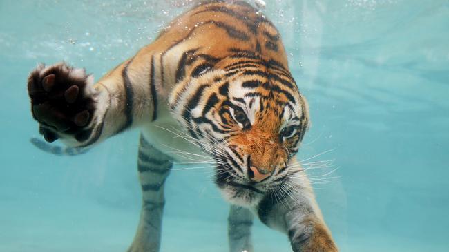 Dreamworld Tiger "Adira" cools off from the heat in Tiger Islands pool. Pics Adam Head