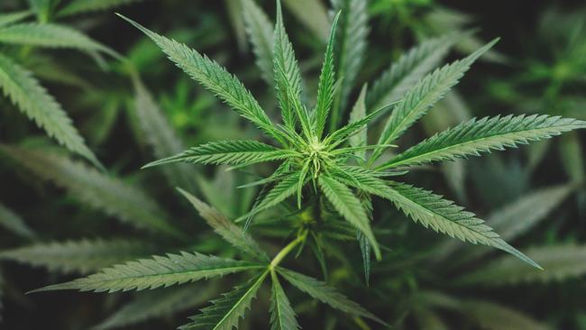 Two construction workers caught driving with cannabis in their systems have pleaded guilty in Moorabbin Magistrates’ Court on March 19.