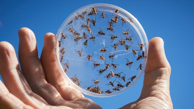 Sterile Queensland fruit flies – 40 million a week have been released. Picture: Matt Loxton