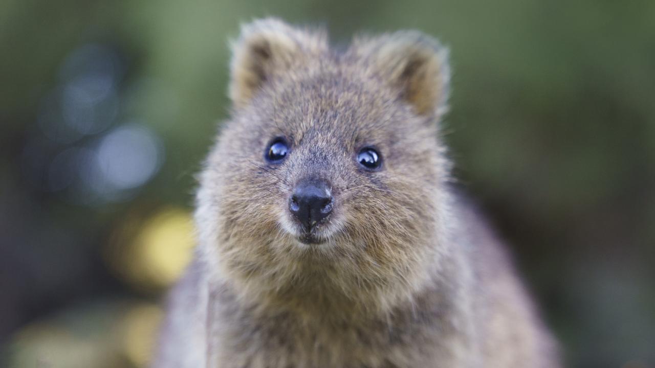 Quokkas to koalas: Australia’s new 100 priority species | Herald Sun