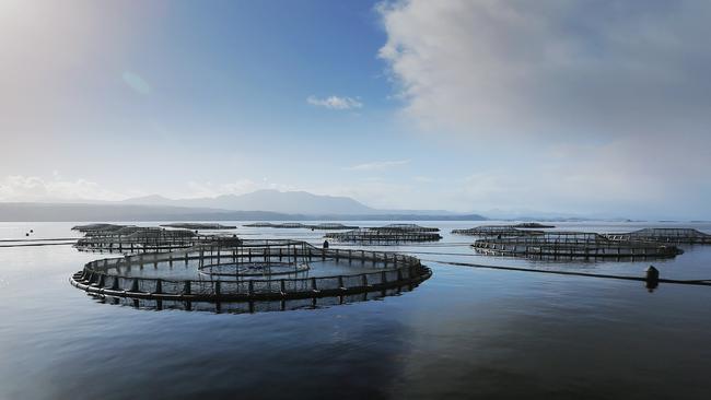 Tassal salmon pens, in Macquarie Harbour, Strahan, West Coast of Tasmania Picture: MATHEW FARRELL