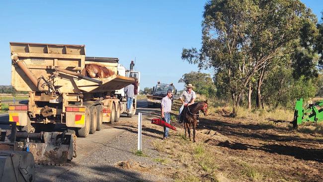 Emergency crews were called to the Capricorn Highway at Fairy Bower in the early hours of Tuesday morning after a cattle truck rolled. Photo: Darryn Nufer