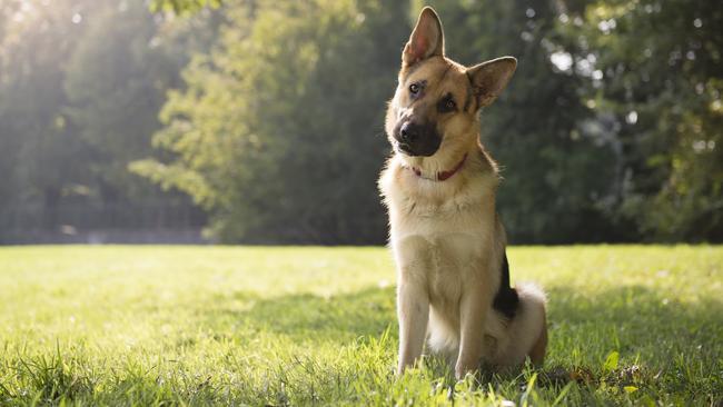 There has been a huge increase in the number of german shepherds being surrendered to German Shepherd Rescue Victoria. Picture: Getty