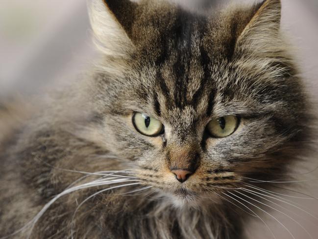 Call to stop feral cat plagues in suburban Sydney