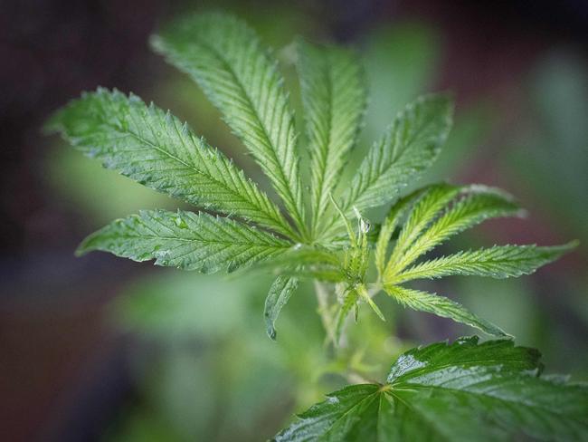 Cannabidiol is a chemical in marijuana that does not have the intoxicating effects of THC, the major active ingredient that causes the “high”. Picture: AFP