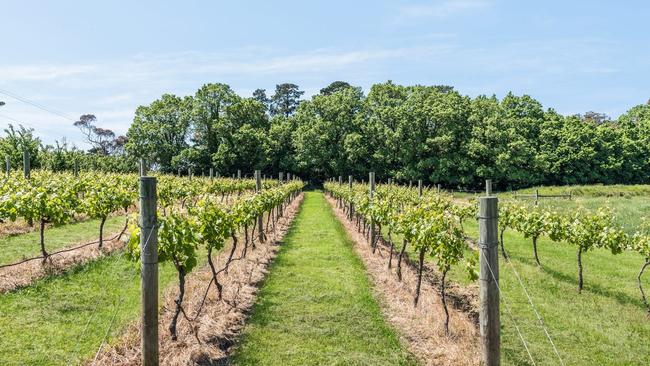 The vineyard is planted with 440 shiraz vines.