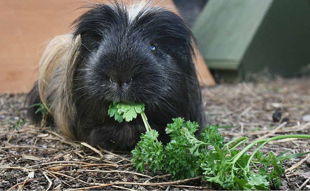 Oldest hot sale guinea pig