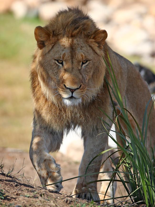 First look at the lion and cheetah enclosures inside Sydney Zoo in Bungarribee in Sydney's west, the first zoo to open in Sydney in over 100 years. Four lion siblings brought in from Taronga Western Plains Zoo in Dubbo get familiar with their new surroundings. Brothers Karoo, Virunga, Sheru and Bakari make themselves comfortable. Picture: Toby Zerna