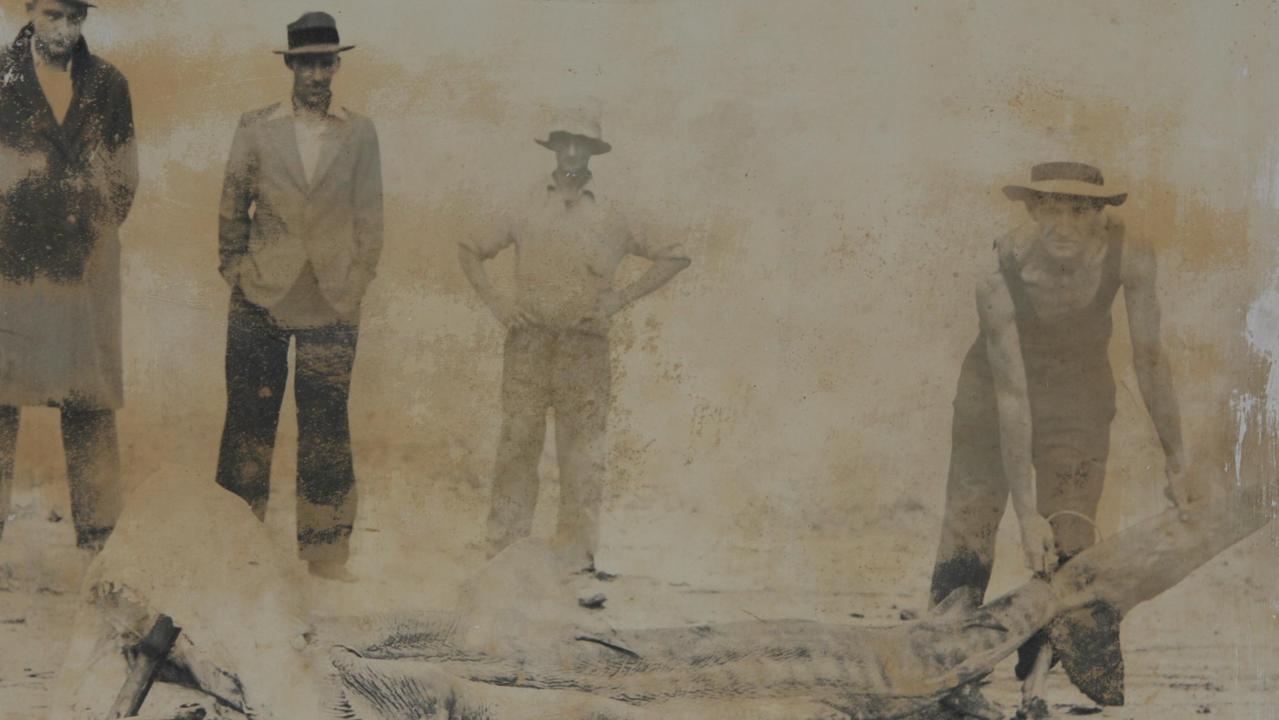 The 70th anniversary of a shark attack which killed Kirra lifeguards Norm Girvan and Jack Brinkley. The shark caught with human parts in its guts.