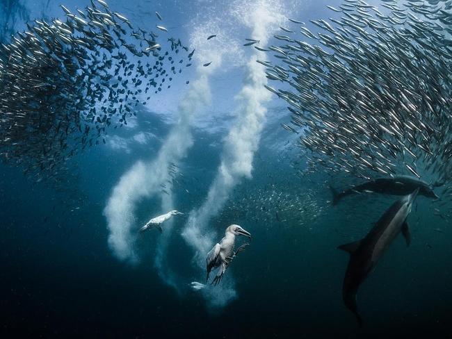 Sardine Run ... During the sardines’ migration along the coast of South Africa, all marine predators are looking for sardines! I was lucky to be at the right place at the right time to photograph their capture. Location: South Africa. Picture: Greg Lecoeur (FR)/Siena International Photo Awards 2016