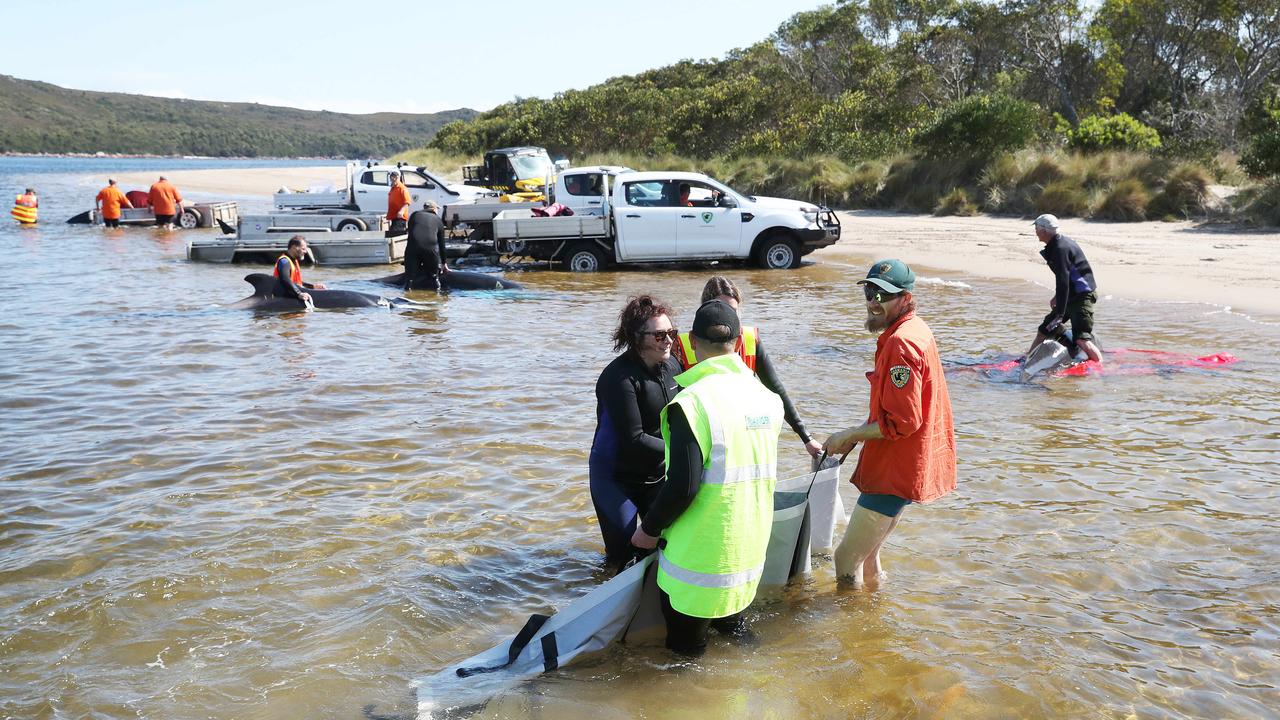 Rescue mission of surviving whales. Stranding of over 200 pilot whales at Macquarie Heads near Strahan Tasmania. Picture: Nikki Davis-Jones