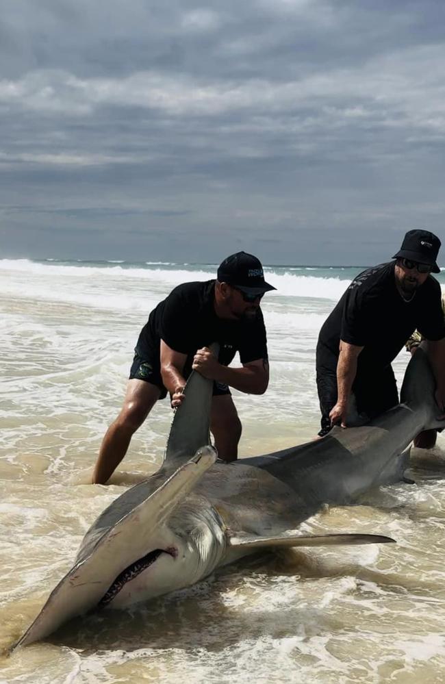 Kurt Donald posted this picture of a 4.2 metre Hammerhead shark caught and released off K'gari while chasing mackere