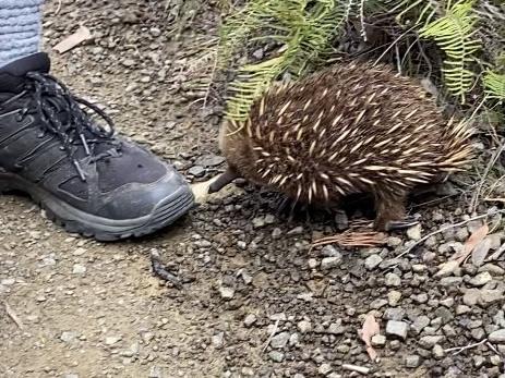 Breaking News Breaking News =?UTF-8?Q?A_baby_echidna_on_the_track_to_Cape_Hauy_as_part_of_?=	=?UTF-8?Q?the_Life=E2=80=99s_an_Adventure_Three_Capes_walk=2E_Picture=3A_Philip_?=	=?UTF-8?Q?Young?=