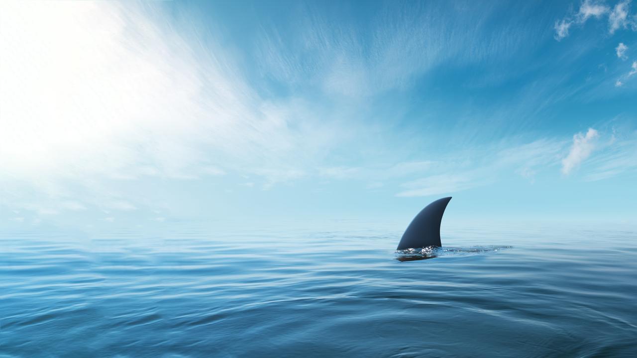 He was dragged off his board by what was believed to be a bronze whaler shark.