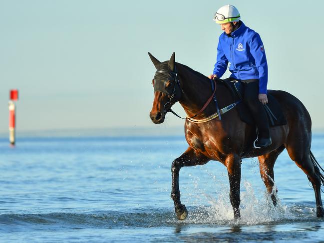 Ben Cadden takes Winx for a stroll in the shallows at Altona Beach on Sunday. Picture: Getty Images