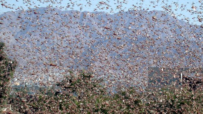 Experts fear that the locusts will wipe out giant swaths of food crops in NSW