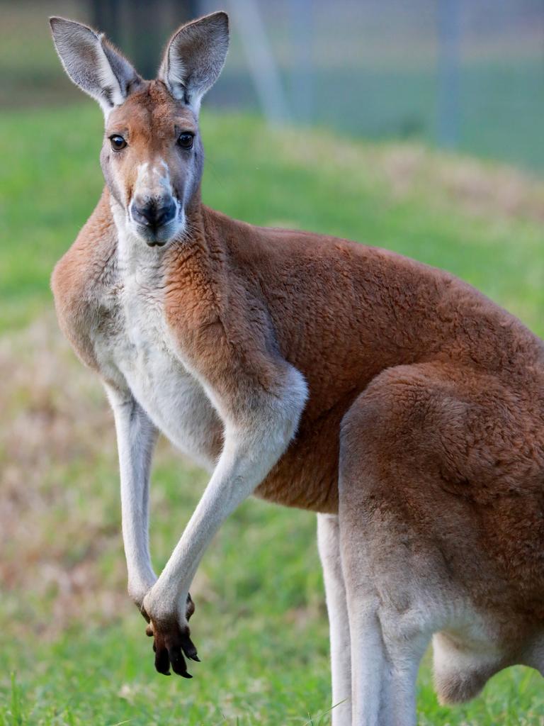 Kangaroos inside Central Gardens in Merrylands live alongside brush tail and ring tail possums. Picture: AAP/Angelo Velardo