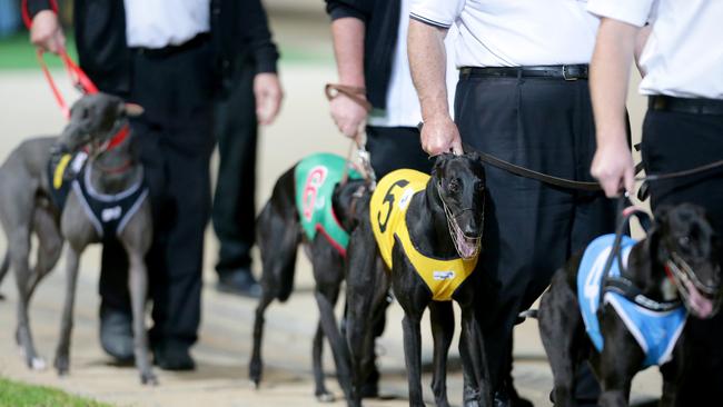 Greyhounds head to the boxes for one of the 11 races on Tuesday night.